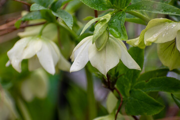 雨上がりの白いクリスマスローズ
