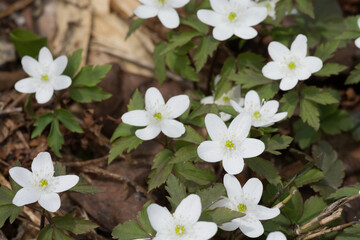 春の野山に咲くカワイイ白い花
