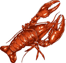 Lobster hand drawing on white background.png file.