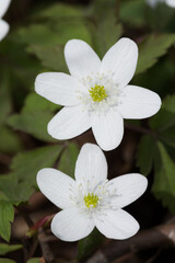 春の野山に咲くカワイイ白い花
