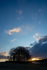 春の夕暮れの丘のカラマツ林　美瑛町
