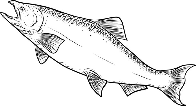 recommend clip art: Salmon art highly detailed in line art style.Fish png by hand drawing.