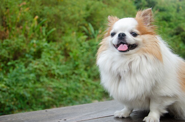 Cute smiling white chihuahua face sitting in the park with copy space.