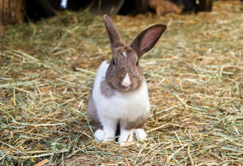 Little brown mix white rabbit stand on grass, farm rabbit, easter bunny