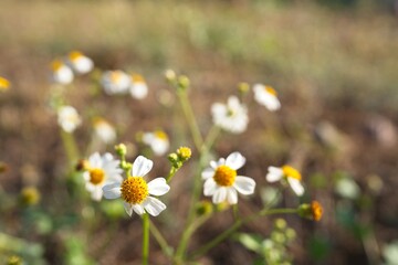 Blossom Spanish needle at field.                                     