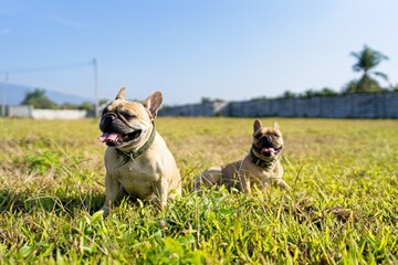 Fototapeta premium French bulldog sitting at grass field at Morning. 
