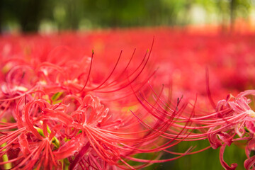 曼珠沙華