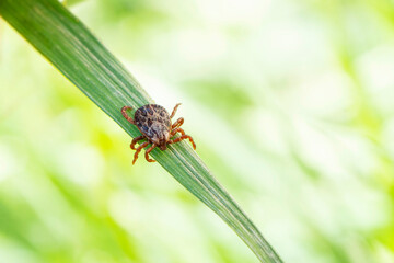 Dermacentor marginatus, Dermacentor reticulatus. tick on the grass, acarus on green grass