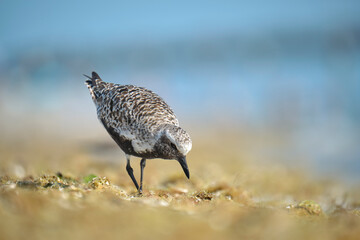 Black-Bellied Plover wild sea birdlooking for food on seaside in summer