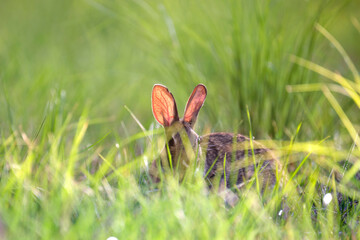 Grey small hare eating grass on summer field. Wild rabbit in nature