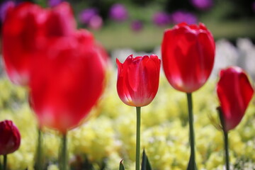 Obraz premium 春のカラフルなチューリップ畑