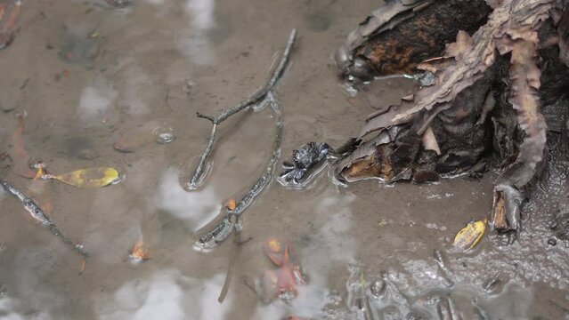 Small crab in mud in an Australian tropical mangrove