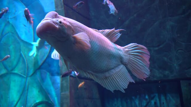 A beautiful pink representative of the giant gourami fish or osphronemus goramy swims in blue water