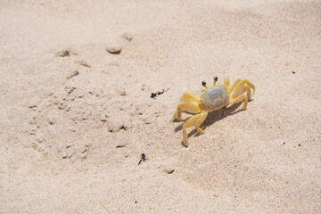 Fototapeta na wymiar Cute yellow ghost crab in the beach sand.