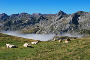 Cows in the Pyrenees National Park, Vallée d'Ossau , France