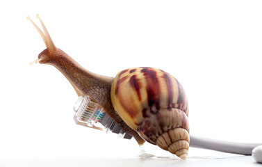 Snail with rj45 connector symbolic photo for slow internet connection. broadband connection is not available everywhere. © kerdkanno