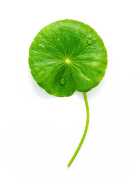 Close up centella asiatica leaves with rain drop isolated on white background top view.