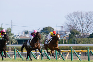 horse racing on the race