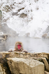 Snow monkeys relaxing in the hot springs