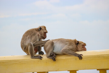 An adult wild female macaque looking for lice from an alpha male. The concept of dominance and care...