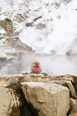 Snow monkeys relaxing in the hot springs