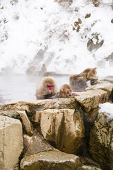 Obraz premium Snow monkeys sitting in the hot springs
