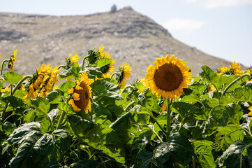 field of sunflowers with a hill as background