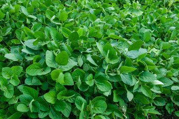 Fototapeta na wymiar Soybean plants in a field in Argentina