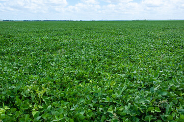 Fototapeta na wymiar view of soybean cultivation in a field of argentina with blue sky with clouds