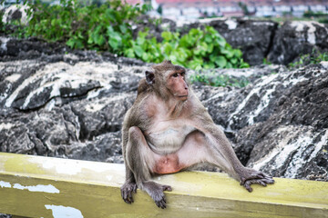 An adult wild female macaque sits on a curb. Monkey portrait.