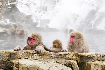  Snow monkeys sitting in the hot springs © sashapritchard