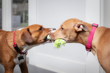 Two dogs playing tug-of-war with each other in living room. Side view of 2 puppy dogs pulling on a rope toy facing each other. Bonding or dog playtime. Harrier mix and Boxer mix. Selective focus.