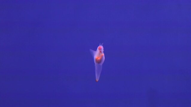 Hokkaido,Japan - February 15, 2023: Clione, a kind of sea angel
