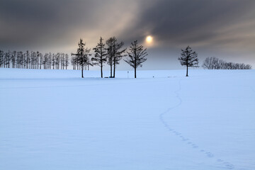 夕暮れの丘とカラマツ並木（美瑛町）