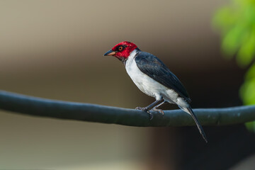 Red-capped cardinal in the Amazon rainforest