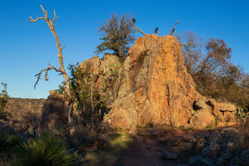 Large Granite boulder with vultures  roosting in the dead tree branches above.
