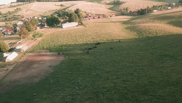 Action cam flight footage from FPV racing drone moving fast in between the tree tops of beautiful spruce forest in Sihla, Slovakia. Descending towards a herd of Hucul horses grazing. LuPa Creative.