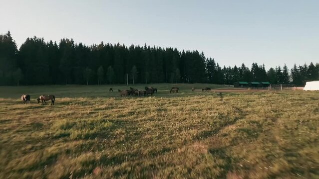 Flying very close and fast above the ground with a racing drone towards a herd of Hucul horses resting in an enclosure in the village of Sihla, Central Slovakia.  Camera is moving up. LuPa Creative.
