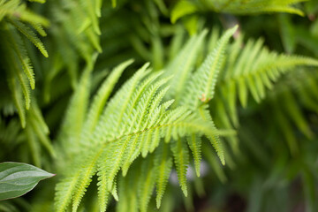 Fern green. Plant in park. Natural background.