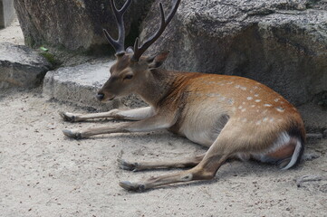 日本の宮島の鹿