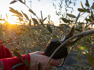 Woman's hand with electric scissors pruning olives tree.