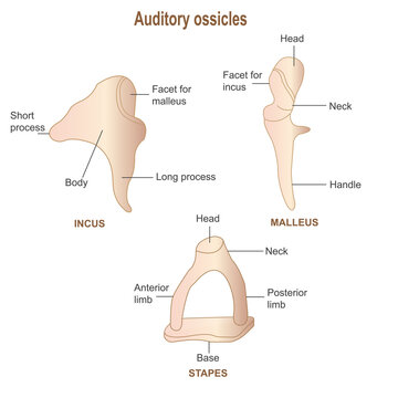 Anatomy of human ear, auditory ossicles, malleus,incus, stapes, vector illustration