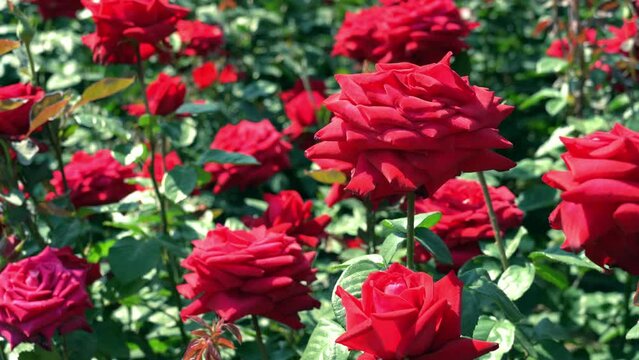 Bucheon Million Rose Garden in Korea