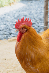 Close up view of chicken. the face of a buff orpington rooster walking in the backyard.