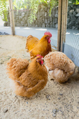 Hen with buff orpington chicken family on the sand in the backyard
