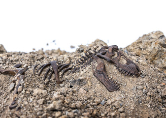Tyrannosaurus rex fossil skeleton in the ground. Digging dinosaur fossils concept isolated on white background and copy space.