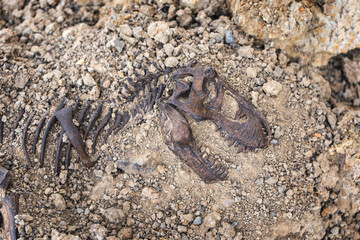 Fototapeta premium Tyrannosaurus rex fossil skull and skeleton in the ground. background digging dinosaur fossils concept.