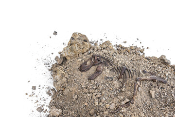 Tyrannosaurus rex fossil skeleton in the ground. Digging dinosaur fossils concept isolated on white...