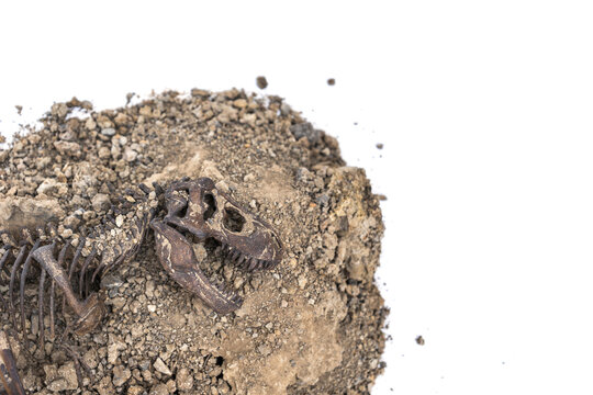 Tyrannosaurus rex fossil skeleton in the ground. Digging dinosaur fossils concept isolated on white background and copy space.