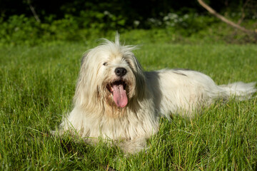 Dog in summer. Long white coat. Walk with pet in park.